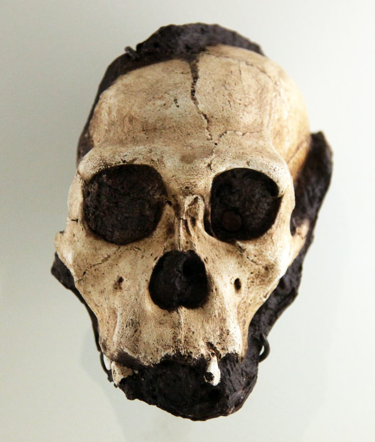 Australopithecus sediba juvenile male skull - Smithsonian Museum of Natural History - 2012-05-17